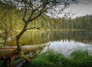 Du lịch Đức, khám phá vẻ đẹp ma mị của khu rừng Đen huyền bí Du lịch Đức, khám phá vẻ đẹp ma mị của khu rừng Đen huyền bí